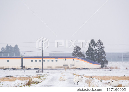 [Yamagata Line] Swans in the snowy fields and the Shinkansen Tsubasa 137160005