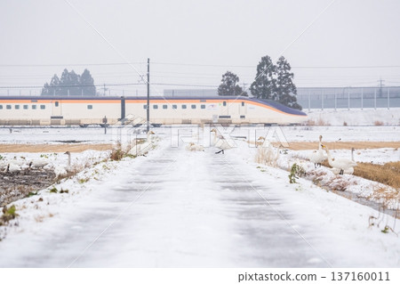 [Yamagata Line] Swans in the snowy fields and the Shinkansen Tsubasa 137160011