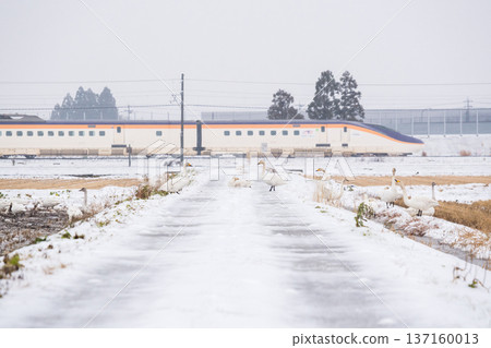 【山形線】雪地裡的天鵝與新幹線翼 【山形線】雪地裡的天鵝與新幹線翼 137160013