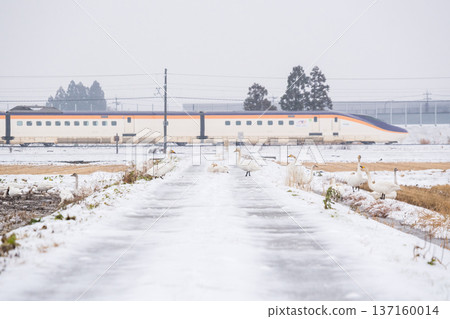 [Yamagata Line] Swans in the snowy fields and the Shinkansen Tsubasa 137160014