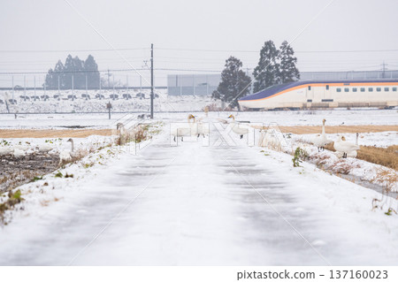 [Yamagata Line] Swans in the snowy fields and the Shinkansen Tsubasa 137160023