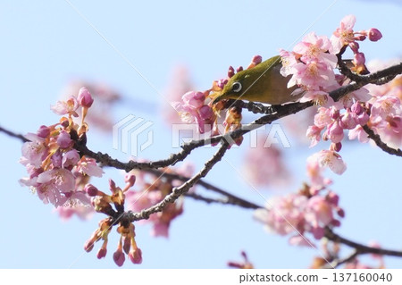 可愛的黃綠色日本繡眼鳥,春日景色,藍天背景 可愛的黃綠色日本繡眼鳥,春日景色,藍天背景 137160040