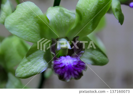 Close-up of the orchid in bloom. Flower and plant. 137160073