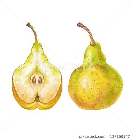Two pears, whole and half with seeds, on an isolated background. Watercolor realistic illustration. A clipart with ripe yellow fruits for the design of food lines and farm themes with harvesting. Two pears, whole and half with seeds, on an isolated background. Watercolor realistic illustration. A clipart with ripe yellow fruits for the design of food lines and farm themes with harvesting. 137160147