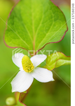 Flowers around the house, various in all seasons. Beautiful small white Houttuynia cordata flowers are blooming in the shade of the trees in the grove. 137160148