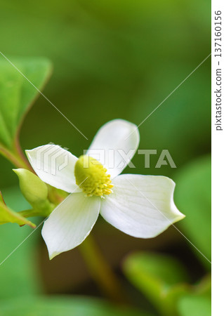 Flowers around the house, various in all seasons. Beautiful small white Houttuynia cordata flowers are blooming in the shade of the trees in the grove. 137160156