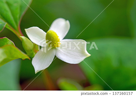 Flowers around the house, various in all seasons. Beautiful small white Houttuynia cordata flowers are blooming in the shade of the trees in the grove. 137160157