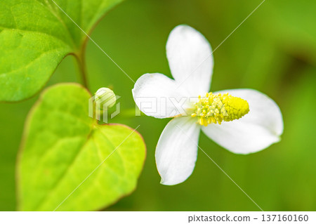 Flowers around the house, various in all seasons. Beautiful small white Houttuynia cordata flowers are blooming in the shade of the trees in the grove. 137160160