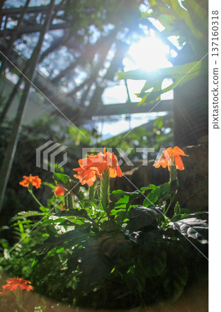 Low angle view of orange flowers in the greenhouse with backlit. Orange flowers in the garden. Flower and plant. 137160318