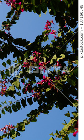 Close-up of Bauhinia blakeana, Hong Kong Orchid tree from low angle. Flower and plant. Close-up of Bauhinia blakeana, Hong Kong Orchid tree from low angle. Flower and plant. 137160349