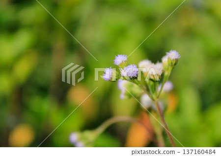 Close-up of Ageratum conyzoides in rural. Wild flowers in the countryside. Flower and plant. 137160484