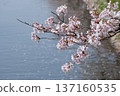 Cherry blossoms appearing on the surface of the water 137160535
