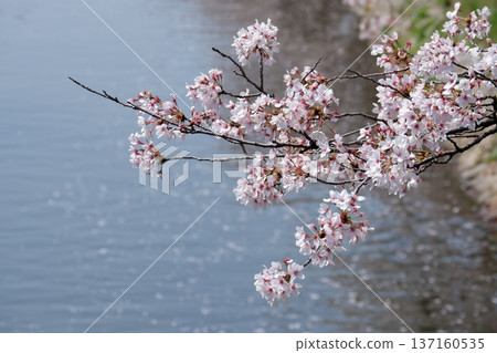 Cherry blossoms appearing on the surface of the water 137160535