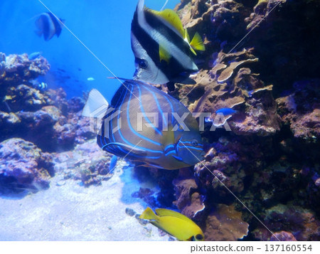 Angelfish and Bannerfish Angelfish and Bannerfish 137160554