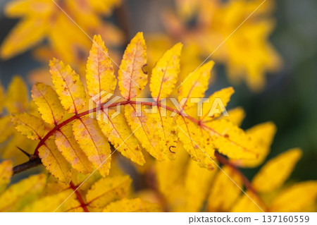 Yellow-leaf Japanese pepper 137160559