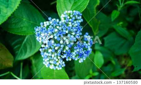 Close-up of blue Dichroa febrifuga, Hydrangeaceae, in the garden. Wild blue flowers in rural. Flower and plant. Close-up of blue Dichroa febrifuga, Hydrangeaceae, in the garden. Wild blue flowers in rural. Flower and plant. 137160580