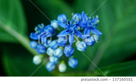 Close-up of blue Dichroa febrifuga, Hydrangeaceae, in the garden. Wild blue flowers in rural. Flower and plant. Close-up of blue Dichroa febrifuga, Hydrangeaceae, in the garden. Wild blue flowers in rural. Flower and plant. 137160581