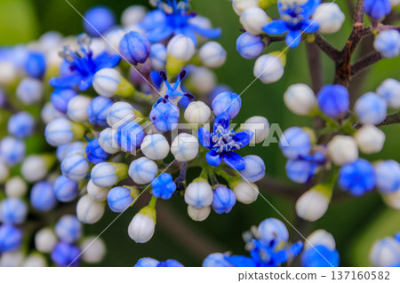 Close-up of blue Dichroa febrifuga, Hydrangeaceae, in the garden. Wild blue flowers in rural. Flower and plant. Close-up of blue Dichroa febrifuga, Hydrangeaceae, in the garden. Wild blue flowers in rural. Flower and plant. 137160582