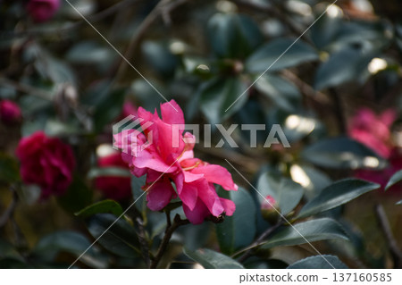 Side view of Hibiscus rosa-sinensis in the garden. Red wild flower in the rural. Flower and plant. 137160585