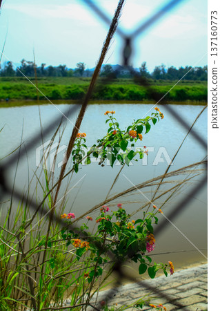 Wild flowers behind the fence in the rural. Flower and plant. Wild flowers behind the fence in the rural. Flower and plant. 137160773