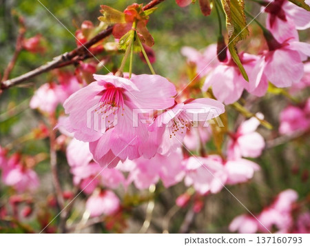 Sunshine cherry blossoms 137160793