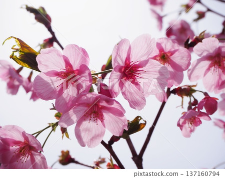 Sunshine cherry blossoms 137160794