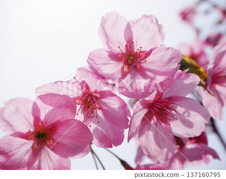 Sunshine cherry blossoms 137160795