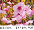 Sunshine cherry blossoms 137160796