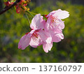 Sunshine cherry blossoms 137160797