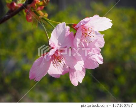 Sunshine cherry blossoms Sunshine cherry blossoms 137160797