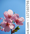 Sunlight cherry blossoms and blue sky 137160798