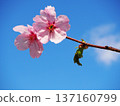 Sunlight cherry blossoms and blue sky 137160799