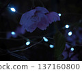 Sunshine Cherry Blossoms Night Cherry Blossoms 137160800