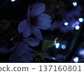 Sunshine Cherry Blossoms Night Cherry Blossoms 137160801
