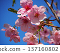 Sunlight cherry blossoms and blue sky 137160802