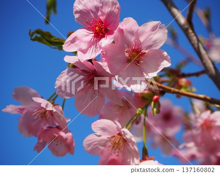 Sunlight cherry blossoms and blue sky Sunlight cherry blossoms and blue sky 137160802