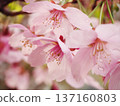 Sunshine cherry blossoms 137160803