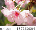 Sunshine cherry blossoms 137160804