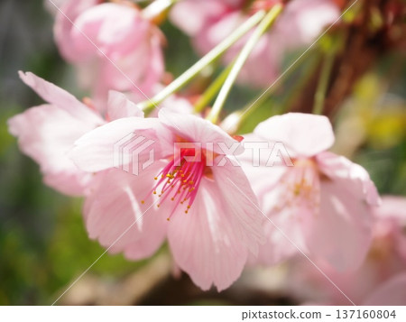 陽光櫻花 陽光櫻花 137160804