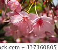 Sunshine cherry blossoms 137160805