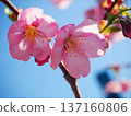 Sunlight cherry blossoms and blue sky 137160806