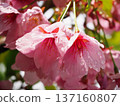Sunshine cherry blossoms 137160807