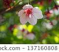 Sunshine cherry blossoms 137160808