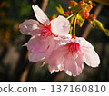 Sunshine cherry blossoms 137160810