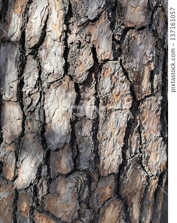 Pine trunk bark Pine trunk bark 137161057