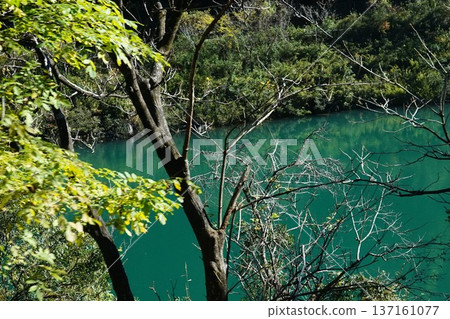 一條藍色的河流從樹叢間探出頭來 137161077