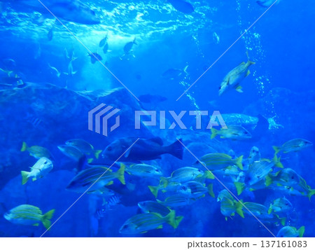 The beautiful world of aquariums 137161083