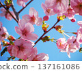 Sunlight cherry blossoms and blue sky 137161086
