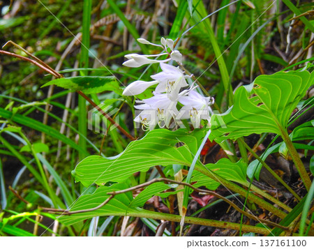 Hosta, a perennial plant of the Asparagaceae family, with white flowers Hosta, a perennial plant of the Asparagaceae family, with white flowers 137161100