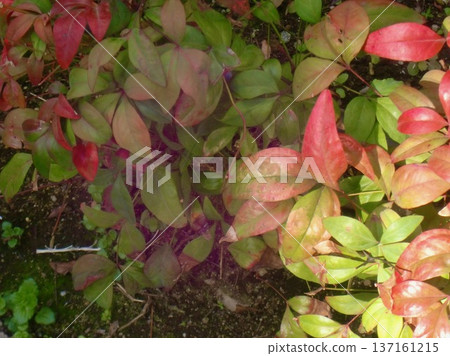 Broken camellia flower 137161215